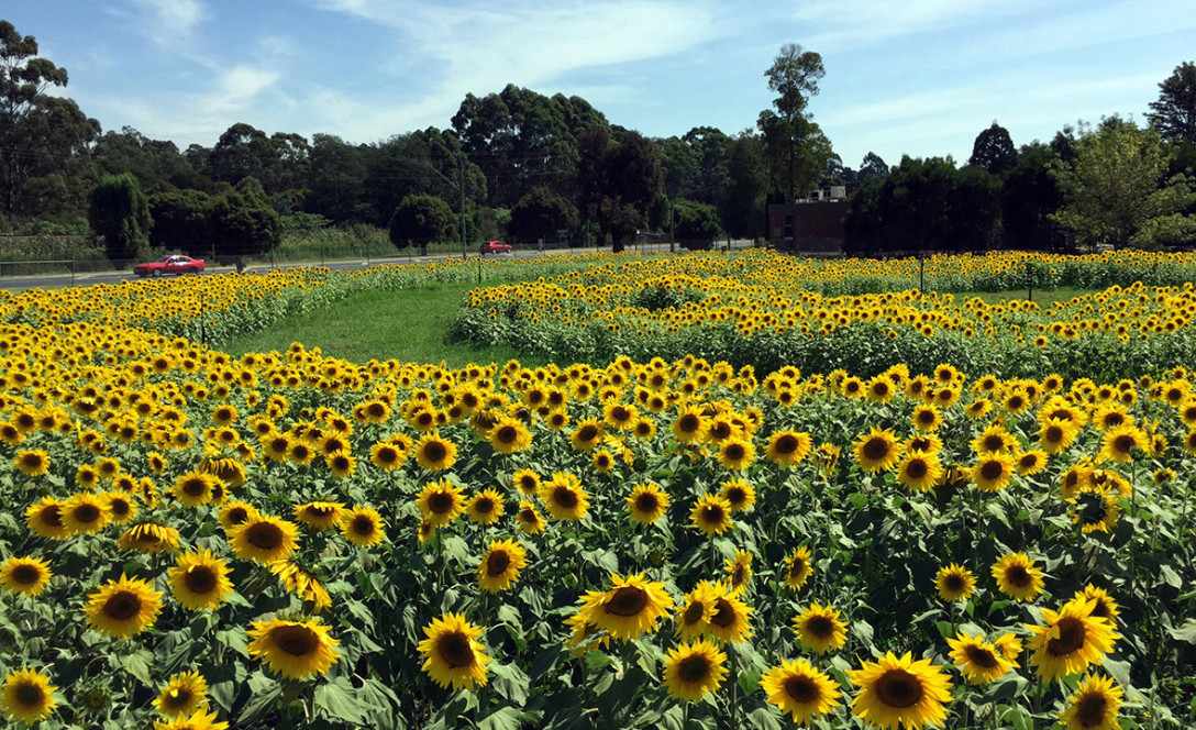 Get Sunflowered! 