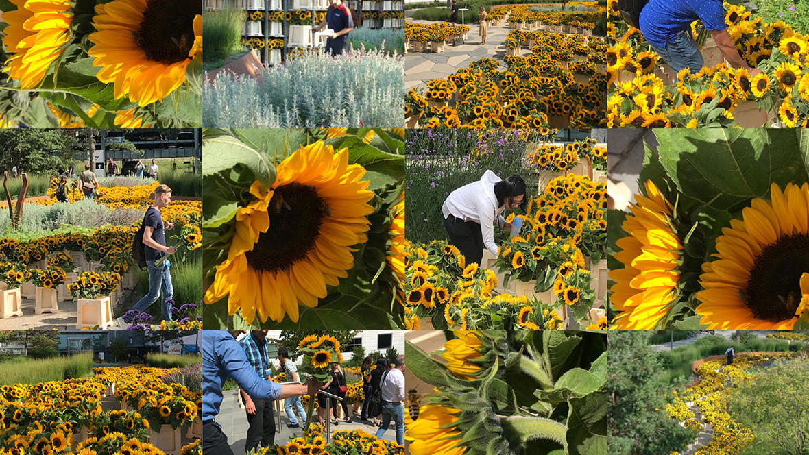 20000 Sunflowers for ASML